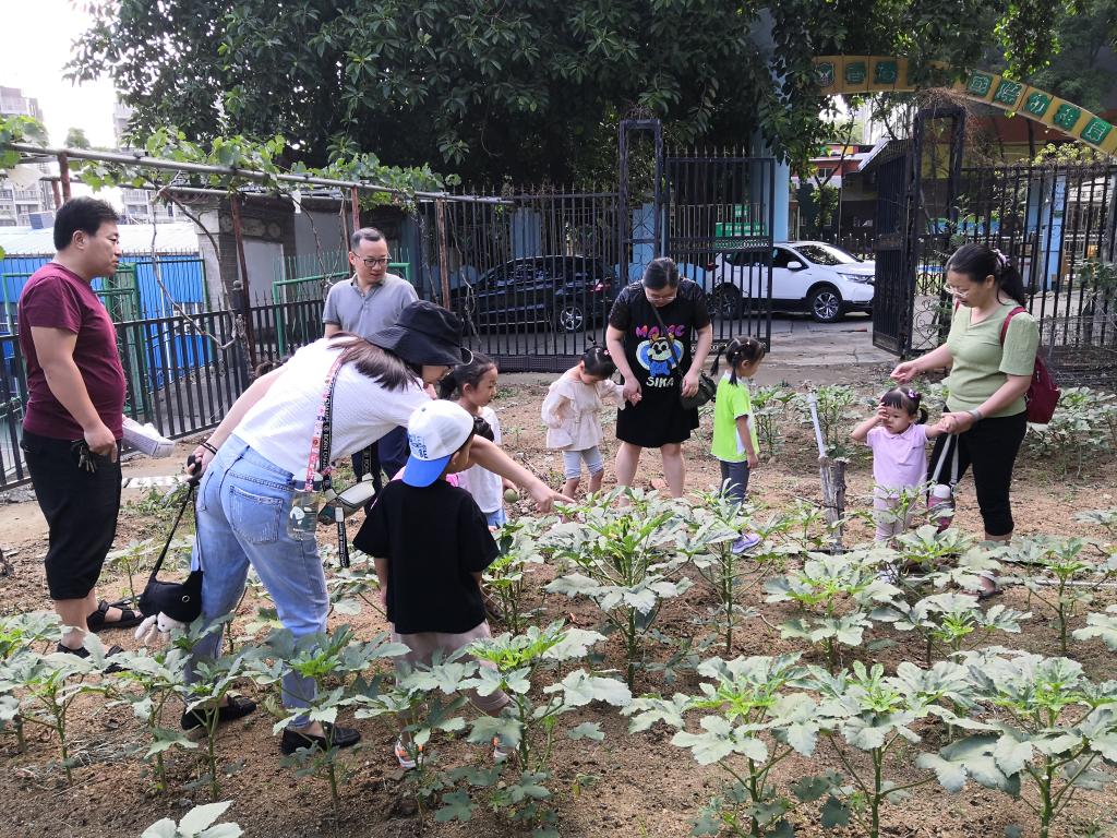 六一社会服务——秋葵等植物科普